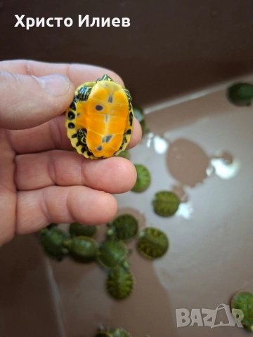 Продава червенакоремни водни костенурки , снимка 4 - Костенурки - 54230010