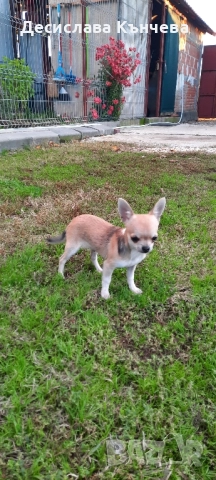 Мини чихуахуа момче, снимка 4 - Чихуахуа - 52434803