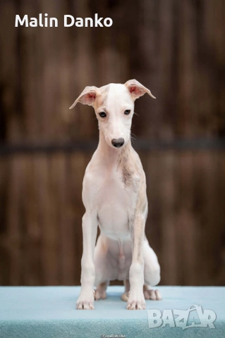  Малка Английска хрътка (УИПЕТ) , снимка 2 - Хрътка - 54134206