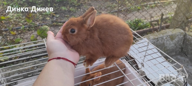 холандско джудже 