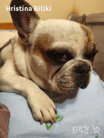 Продавам френски булдог мъжки, снимка 5 - Френски булдог - 54224947