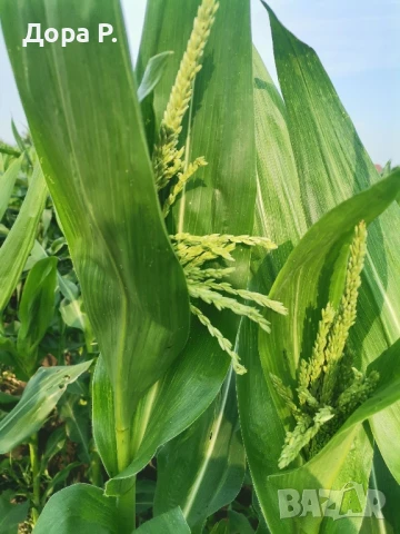 Сладка царевица на кочан, снимка 1