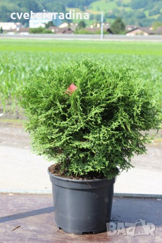 Thuja occidentalis Tiny Tim (Туя малък Тим), снимка 2 - Градински цветя и растения - 37514902