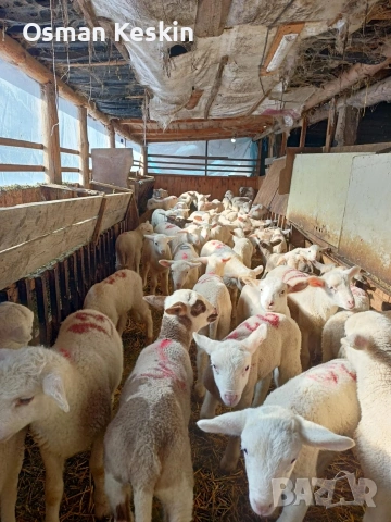 Агнета кочове и овце , снимка 4 - Овце - 54194016