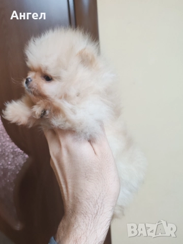 Померан, снимка 8 - Померан - 52946732