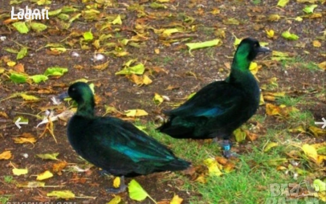 Яйца от смарагдови патици