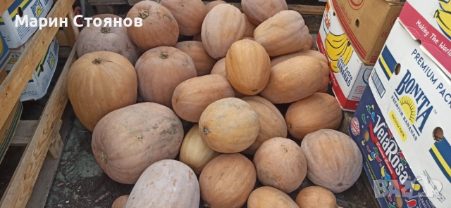 Тивки за консумация , снимка 4 - Градински цветя и растения - 52455952