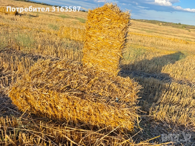 Пшенична слама , снимка 4 - За селскостопански - 52544293