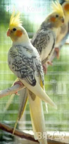 папагали на добри цени , снимка 9 - Папагали - 49417849