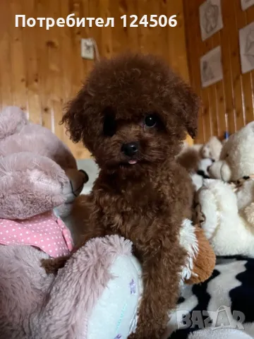 Той пудел teacup за разплод , снимка 8 - Търси партньор - 49019035