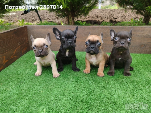 Френски булдог , снимка 3 - Френски булдог - 53832556