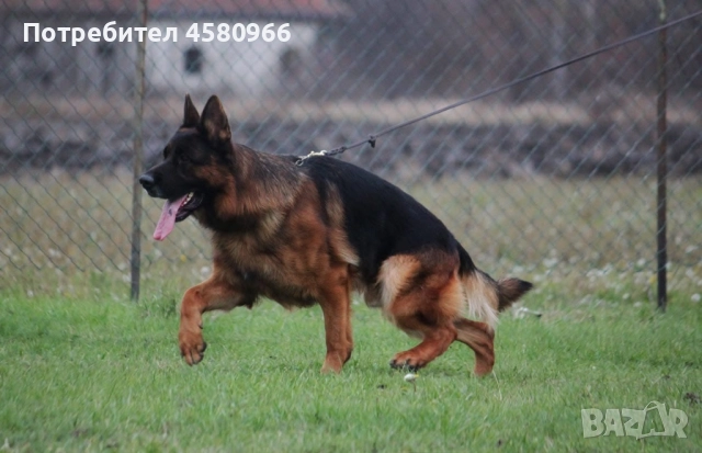 Елитни Немски Овчарки , снимка 5 - Немска овчарка - 52130503