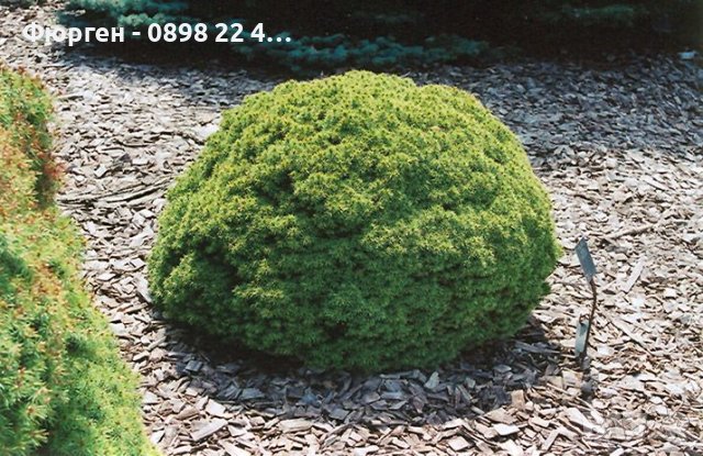 Смърч Алберта Глобе/ Picea glauca var. albertiana 'Alberta Globe', снимка 5 - Разсади - 40645664
