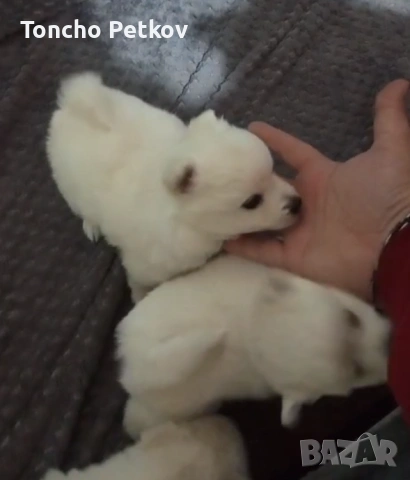 померани мини шпиц 