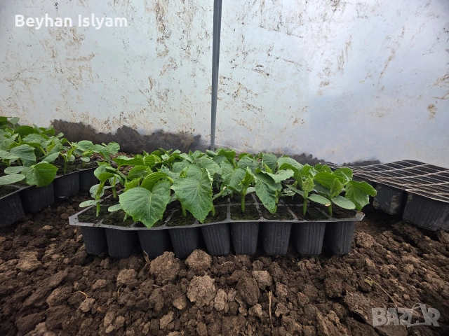 Разсад краставици