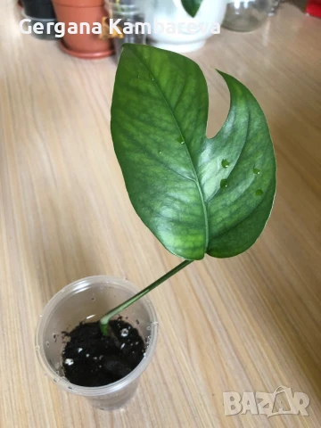 Epipremnum pinnatum Baltic Blue , снимка 2 - Стайни растения - 51169207