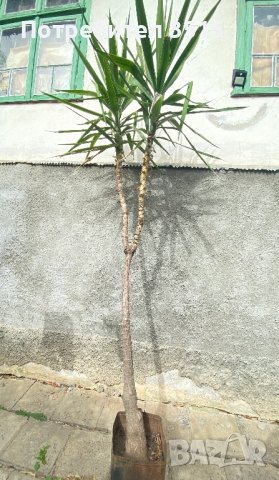 Голяма Палма Юка, снимка 4 - Градински цветя и растения - 42671998