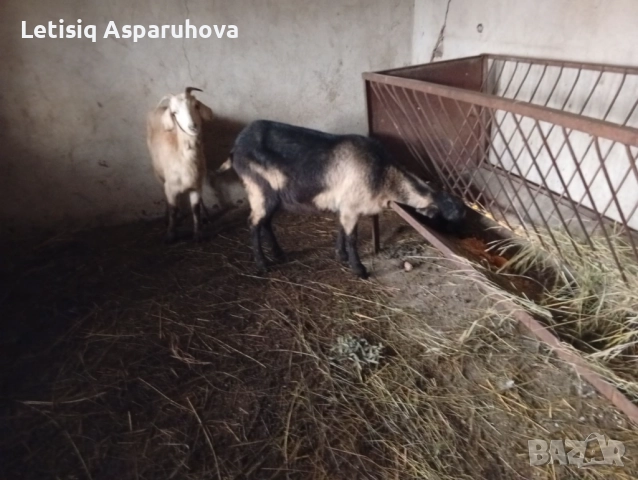 Продавам две козички дзвиски за първи път ще се козата, снимка 3 - Кози - 52826897