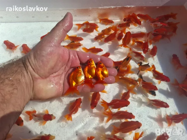 Златни рибки 1,30 евро., снимка 2 - Рибки - 56168054