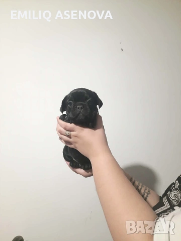 Френски Булфог, снимка 10 - Френски булдог - 54175204