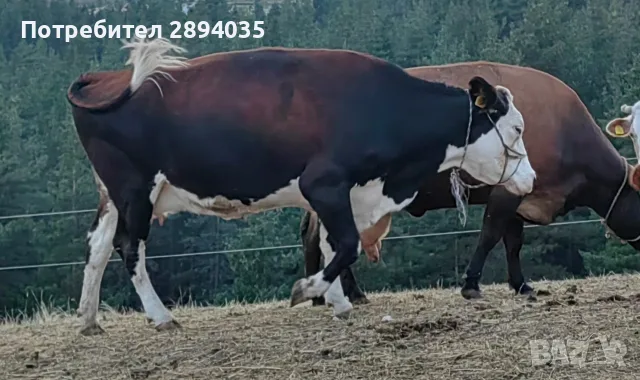 ялови крави за клане , снимка 2 - Крави - 55780438