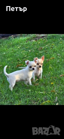 чихуахуа момче и момиче, снимка 2 - Чихуахуа - 52470564