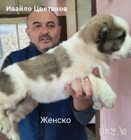 Алабай, снимка 6 - Средноазиатска овчарка - 53174361