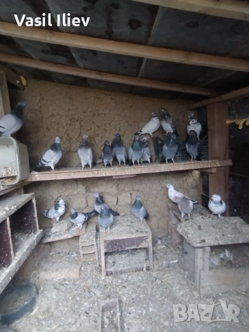 Има Бодан шанан Раде Матик кинчати 30 евро за бройка 