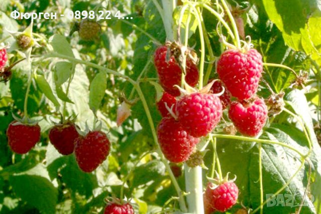 Малина - Шопска алена, снимка 3 - Разсади - 39103071