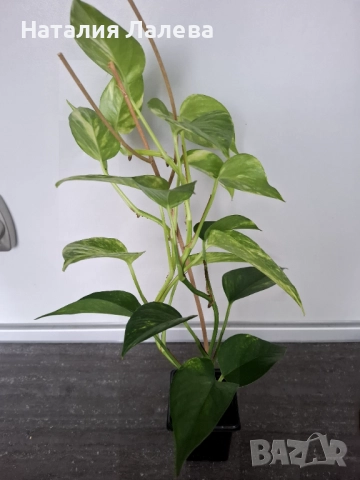 Епипремнум, epipremnum Golden, снимка 3 - Стайни растения - 52328249