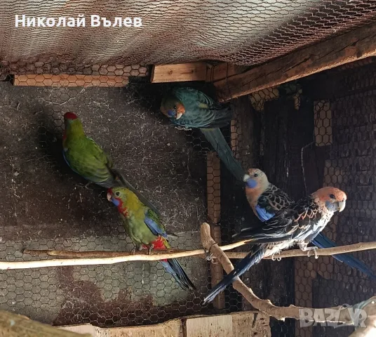 Пенанти на добри цени , снимка 5 - Папагали - 55777089