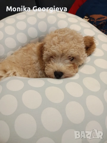 Чистокръвни Пудели 