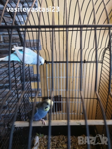 чифт вьлнисти папагали с клетка , снимка 6 - Папагали - 52690886