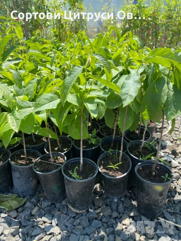 Индиански Банан PawPaw Асимина Трилоба Asimina Triloba, снимка 2 - Градински цветя и растения - 48544534