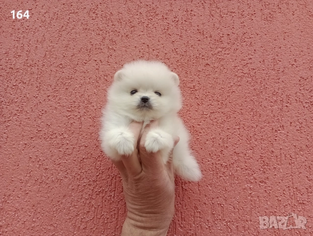 Мини мъжки Померан. Реални снимки от 27.04.26 г., снимка 3 - Померан - 54273673