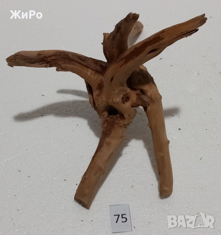 Корен от Азалия /декорация/ 75, снимка 4 - Други - 54102586