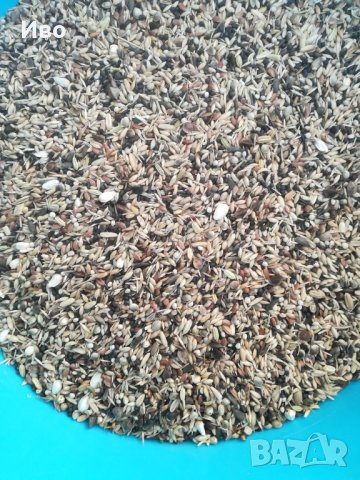 Храна за диви птици, снимка 4 - Канари - 30791965