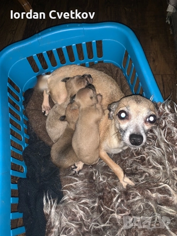 Пясъчни Мини Пинчери , снимка 10 - Пинчер - 52508096