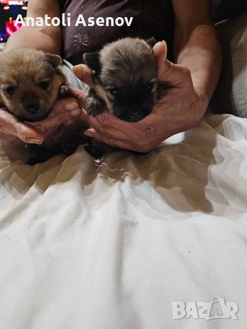 Мини немски шпиц-Померан, снимка 5 - Шпиц - 52797251