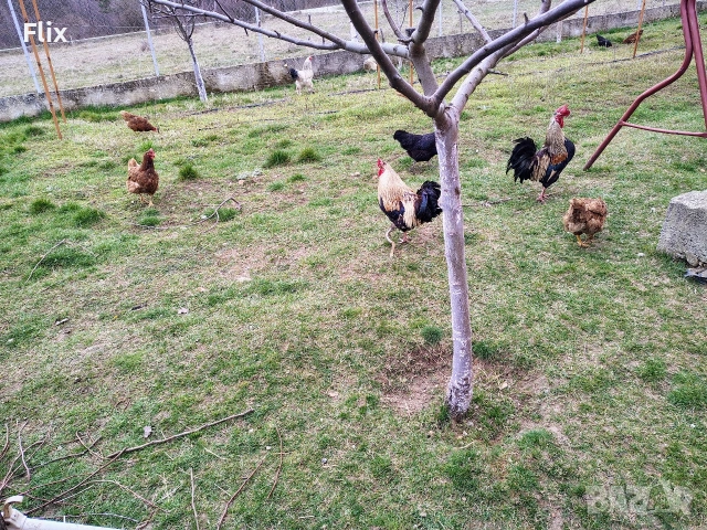 разплодни яйца 