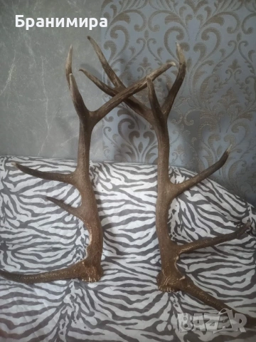 Еленски рога за декорация на вашия битов кът, снимка 2 - Колекции - 53902803