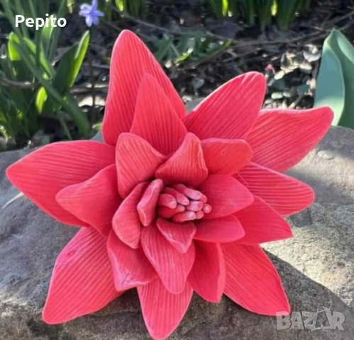 Нови молдове цветя