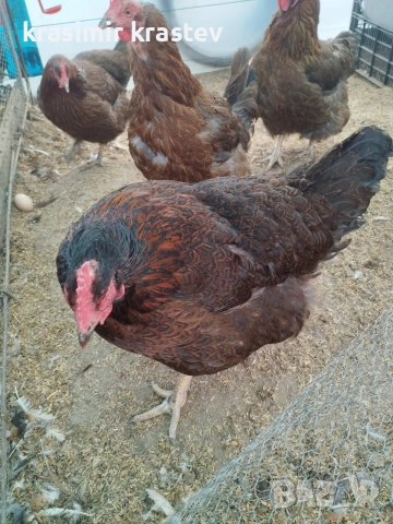 Катунски Кокошки и петли, снимка 3 - други­ - 53989395