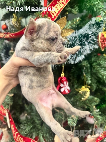 Френски булдог - Мерле, снимка 10 - Френски булдог - 52795127