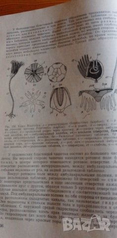 Палеонтология - Друщиц В.В., Обручева О.П., снимка 7 - Учебници, учебни тетрадки - 39079516