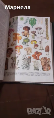 Енциклопедия    а  я, снимка 7 - Енциклопедии, справочници - 49044614