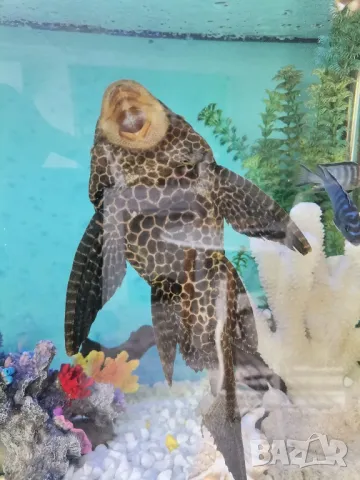 99 лв!!! Големи гибицепси ок. 30 см, снимка 6 - Рибки - 48834128