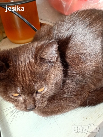 Подарявам малки котенца полуперсийчета с хигиенни навици., снимка 7 - Други - 52129933