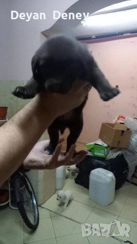 лабрадор реитривър , снимка 7 - Лабрадор ретривър - 52878460