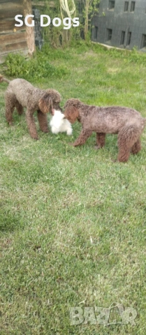 Пудел, снимка 3 - Пудели - 54322905